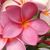 Araceli Egler's profile image