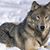 Lynne Pearse's profile image