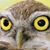 Camilla Baresani's profile image