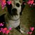Christine Flaherty Buchanan's profile image
