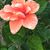 Dinah Estrada Townsend's profile image