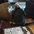 Cutty Cat's profile image