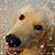 Jeannine Johnson-Niemeyer's profile image