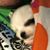 King Rory's profile image