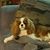 Charlotte Westbrook McDaniel's profile image