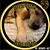 JoAnn LaChance Beguhl's profile image