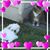 Shell Puddin's profile image