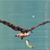 Yousha M. Al-assad's profile image
