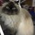 Rachel Capper Lyons's profile image