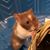 Jennifer Rayman Friedline's profile image
