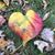 Margie Goodman's profile image