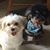 Dana Merola's profile image