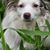 Leslie Mellgren's profile image