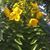 Lynette Scholten Garcia's profile image