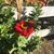Flavia Sebastian's profile image