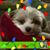 Andrea Liptac's profile image