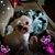 Tammy Pengelly Sorch's profile image