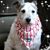 Jean Mitchell's profile image