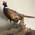 Winfred Rogers's profile image