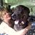 Cheryl Dracup's profile image