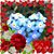 Brenda McHowell Micarelli's profile image