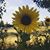 Jenni Meiners Davidson's profile image