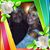 Diann Paolisso's profile image