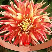 Donna Lynn's profile image
