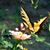 Cally Bettinger's profile image