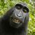 Deborah Hodges's profile image