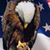 Laurie Haney LoBocchiaro's profile image