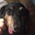 Ronald Whitis's profile image