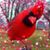 Carol Peterford's profile image