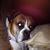 Dennis Petronack's profile image