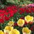 Phyllis Moots's profile image