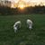 Ginger And-Brian Leezer's profile image
