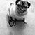 Maria Chaves's profile image
