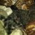 Needhi Gregorio Reyes's profile image