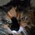 Pamela Heinzman's profile image