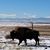 Brenda Wheatcraft's profile image