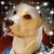 Andrea Gribben Doherty's profile image