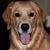 Sigmund Sommer's profile image
