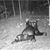 Dawn McAfee Thorne's profile image