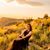 Erica Myburgh Cronje's profile image