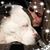 Lindsay Whitestone's profile image