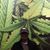 Gloria Kernan's profile image
