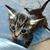 Dez DeFilippo's profile image