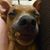 Jennifer Morrone's profile image
