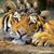 Maha Mahfouze's profile image
