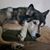 Krista Williamson Nigh's profile image